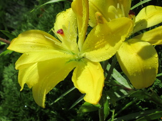 Zbliżenie na barwny kwiat lilii © Kumulugma