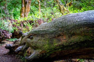 a closeup shot of a green moss