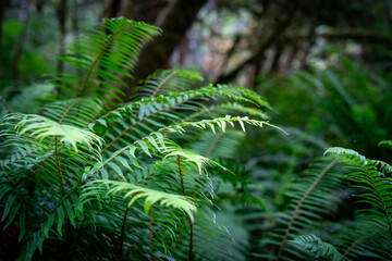 green fern in the forest