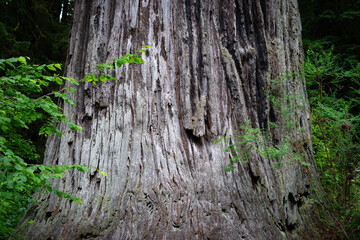 giant tree in the forest