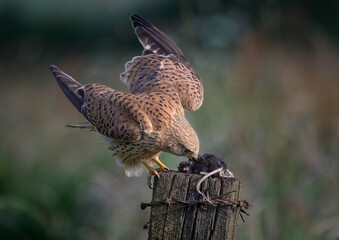 A close up of a female kestrel as it perches on a post with a small rodent. she has just landed and his wings are still spread out