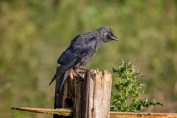 A beautiful portrait of a juvenile jackdaw as it perched on a wooden post. the lighting and natural background with space for text complete the image