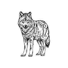 Wolf hand drawn illustration vector