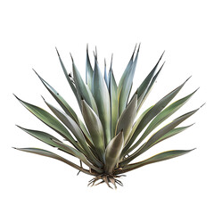 Fototapeta premium Agave Angustifolia with Transparent Background