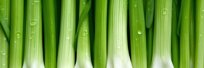 Fototapeta premium Green Celery Stalks with Water Droplets, A close-up of fresh green pelager vegetable celery