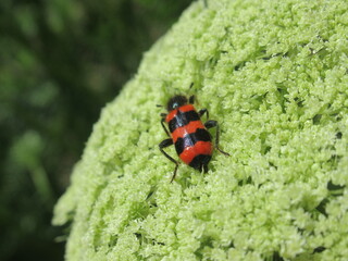 Zbliżenie na pomarańczowo czarnego owada posilającego się na kwiatach marchwi  © Kumulugma