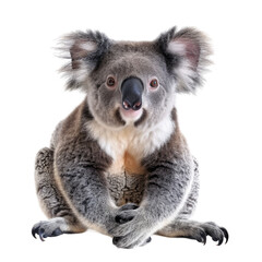 Fototapeta premium Photo of Koala isolated on transparent background