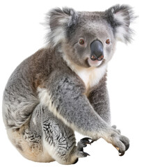 Fototapeta premium Photo of Koala isolated on transparent background