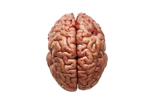 Human Brain Anatomical Model