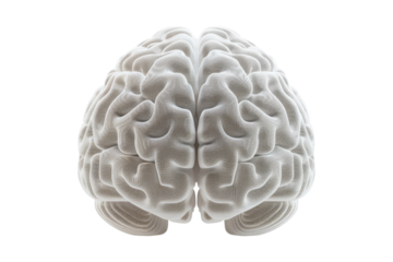 Human Brain 3D Render