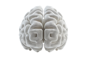 White 3D Brain Isolated On White Background