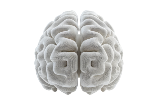 White 3D Brain Isolated On White Background