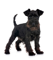 miniature schnauzer in studio