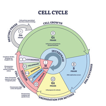Cell cycle, growth, mitosis, synthesis and division stages outline diagram. Labeled educational scheme with biological phases, DNA replication or splitting vector illustration. Anatomical development