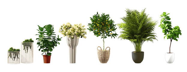 Plant set in vase isolated on white background.3d rendering with PNG File