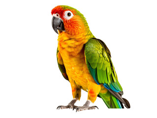 a colorful bird standing on a white background © Matej