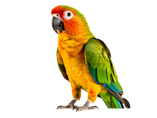 a colorful bird standing on a white background