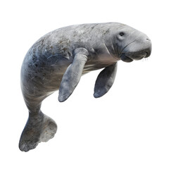 Photo of Manatee isolated on transparent background