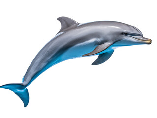a dolphin jumping in the air