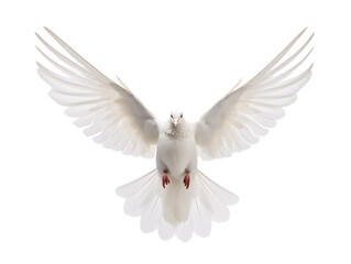 Fototapeta premium a white bird with wings spread