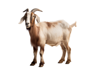 a goat with horns standing