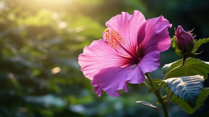 Obraz premium contrast hibiscus purple flower