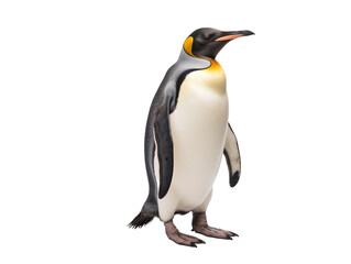 a penguin standing on its hind legs
