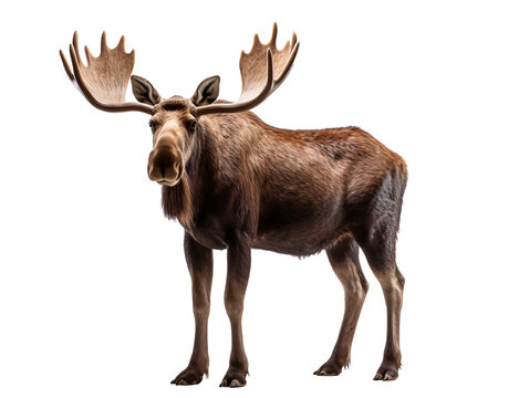 a moose with large antlers