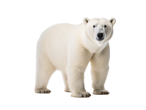 a polar bear standing on a white background