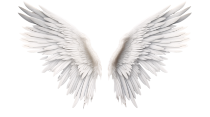 a pair of white wings
