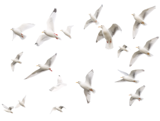 a group of white birds flying