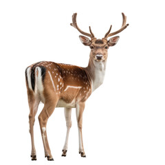 Photo of deer isolated on transparent background