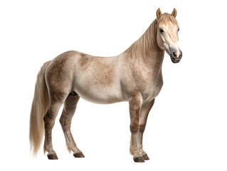 a horse standing on a white background