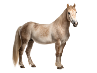 a horse standing on a white background