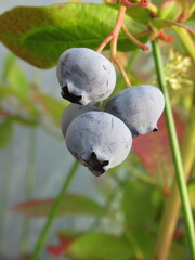 Zbliżenie na owoce borówki amerykańskiej © Kumulugma