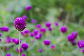 Obraz premium Close up of purple globe amaranth flower