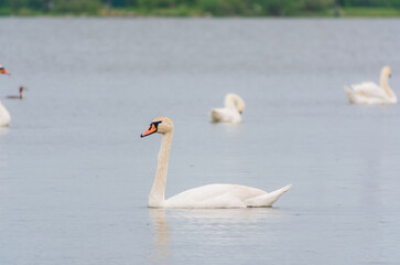 Graceful white Swan swimming in the lake, swans in the wild. Portrait of a white swan swimming on a lake.