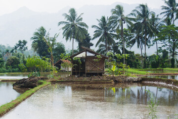 Obraz premium Simple house in the middle of rice fields