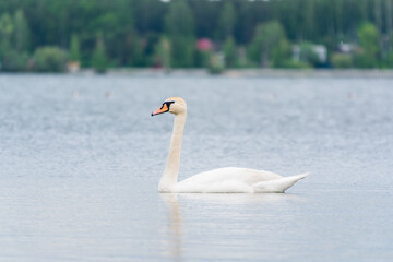 Graceful white Swan swimming in the lake, swans in the wild. Portrait of a white swan swimming on a lake.