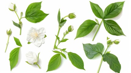 Set of Jasmine buds and leaves isolated on white.