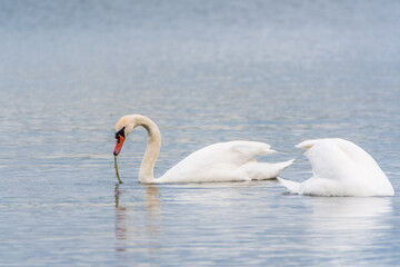 Two Graceful white Swans swimming in the lake, swans in the wild