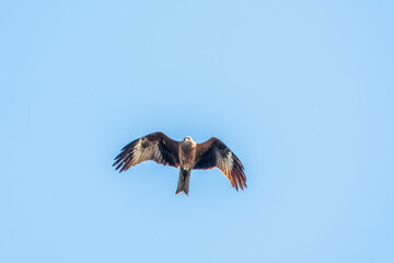 The bird of prey Black Kite flying in blue Sky