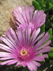 Zbliżenie na kwiat rośliny z gatunku Heliosperma