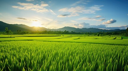 Obraz premium paddies thailand rice white