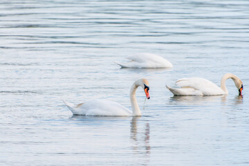Graceful white Swans swimming in the lake, swans in the wild