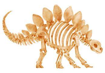 Stegosaurus skeleton . Hand drawn watercolor paint design . Cute cartoon characters . Set 3 . Illustration . © stockdevil