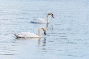 Two Graceful white Swans swimming in the lake, swans in the wild