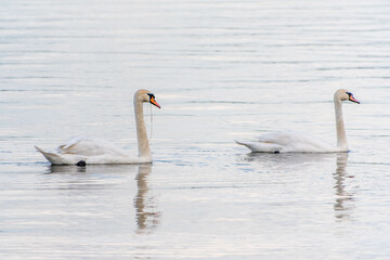Two Graceful white Swans swimming in the lake, swans in the wild