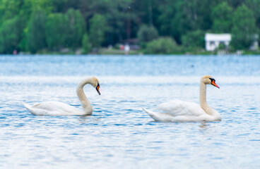 Two Graceful white Swans swimming in the lake, swans in the wild