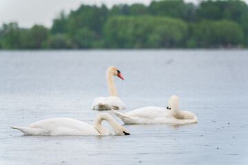 Three graceful white swans swims in the lake, swans in the wild.